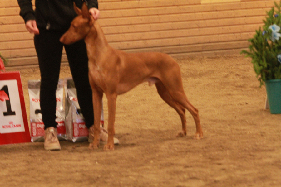 BIS unghund Vaskurs Varenne Qiwison