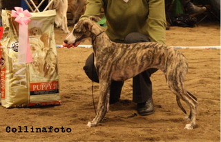 BIS BABYVALP Whippet Hot Isle Jozett