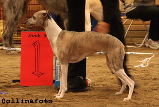 BIS BRUKSHUND Whippet Shahnadir Orientexpressen