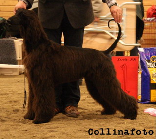 BIS JUNIOR Afghanhund Jangel's Just To Die For