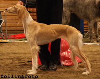 BIS UNGHUND Saluki Ibriz Aramiah