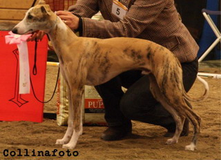 BIS VALP Whippet Magic Colour Sunshine Of My Life