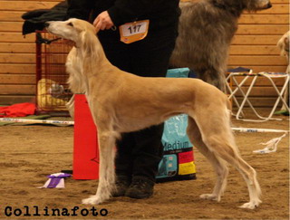 BIS VETERAN Saluki Ch Shafaq Lihna La Waya