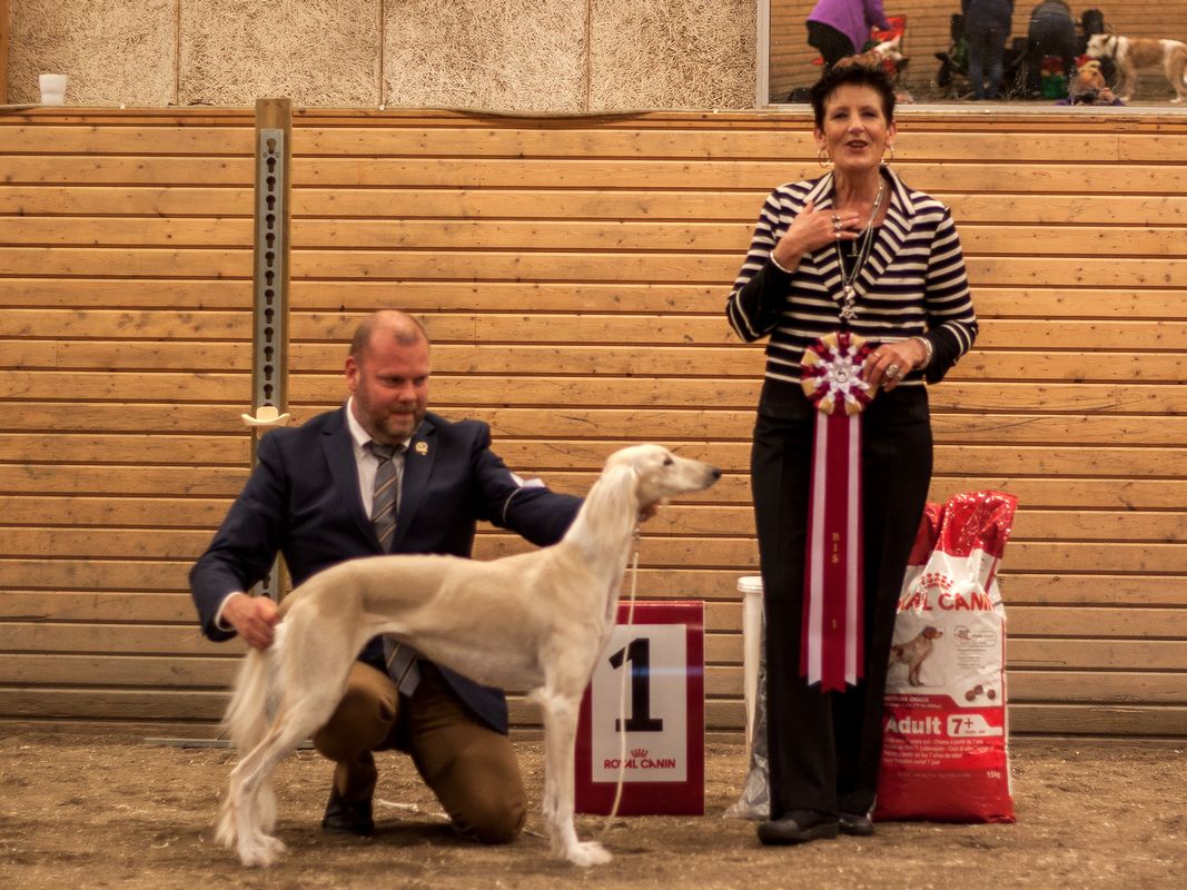 BEST IN SHOW Aziz Qitarah