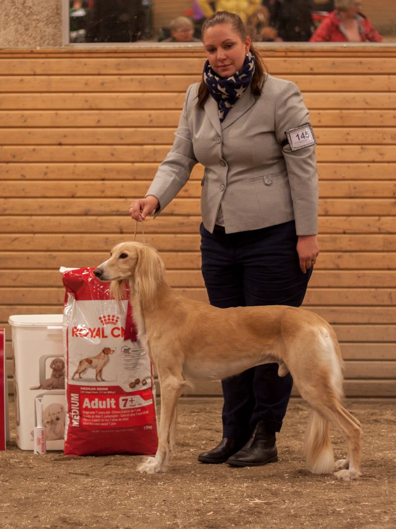 BIS BRUKSHUND Mehr Angiz Shimal Nasir