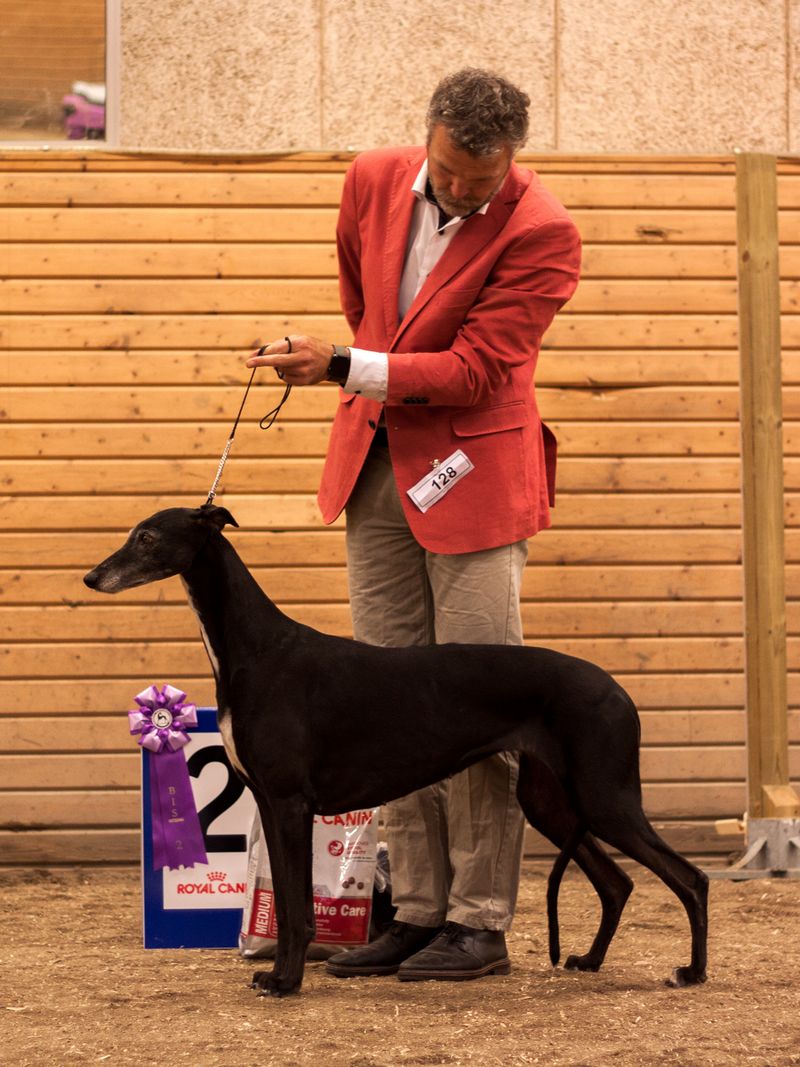 BIS-2 VETERAN Epic Incredible