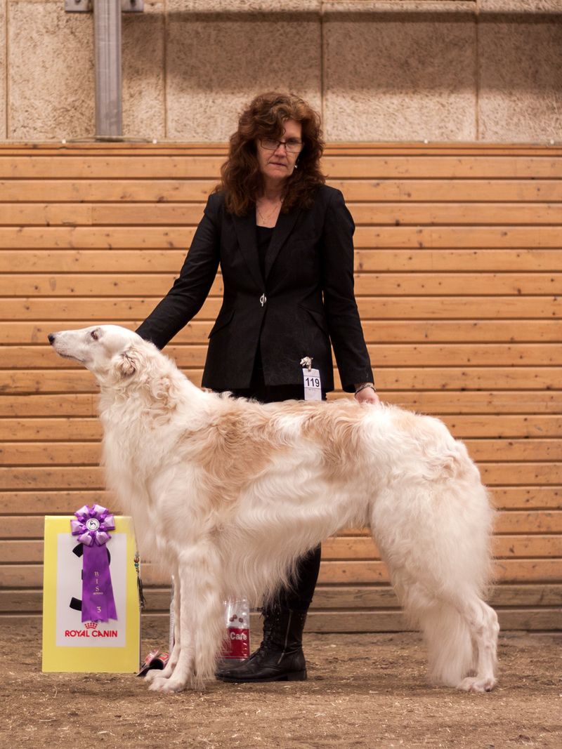 BIS-3 VETERAN Krilat Charadei