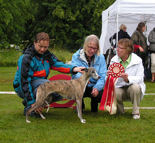 BEST IN SHOW Ch. Hjortronblommas Gin Kelly