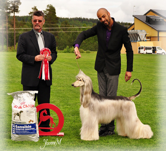 BEST IN SHOW Ch Jangel's Hell Of A Dream