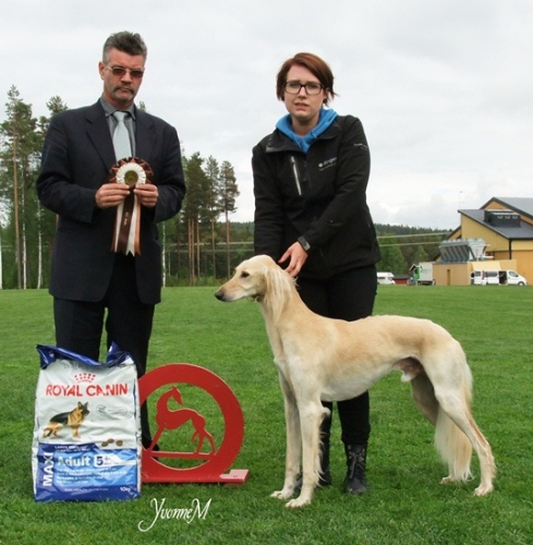 BIS BRUKSHUND Badavie Qastello