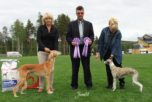 BIS-2 VETERAN Ch Amaklinjas Special Delivery