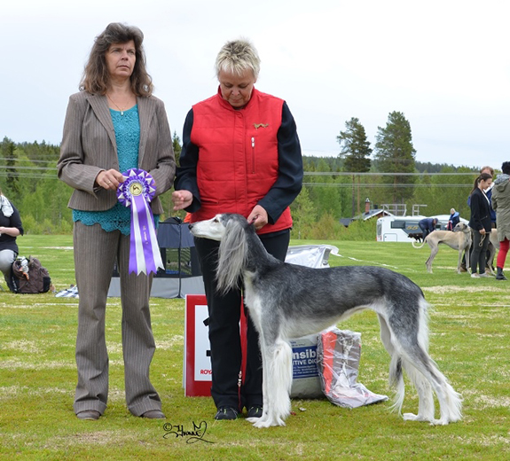 BIS-2 VETERAN Ch.Undimoon Linus Van Pelt