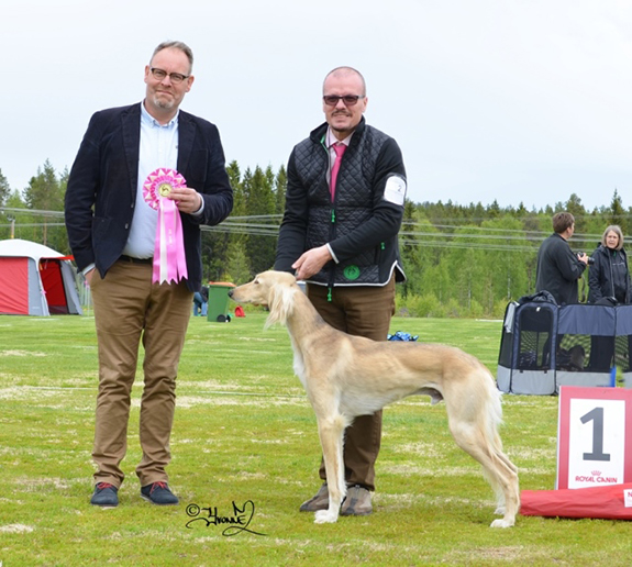 BIS JUNIOR Majo's Silver-Shadow