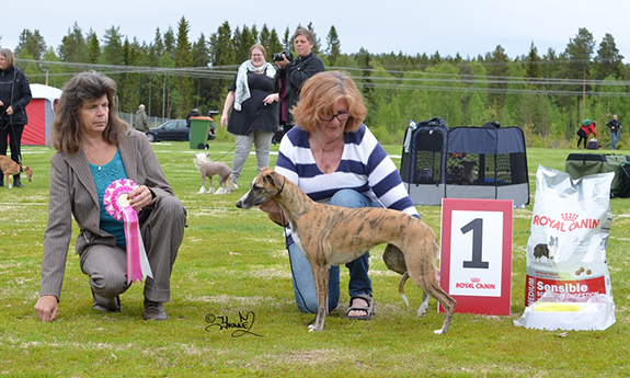 BIS UNGHUND Twyborn Kamelia