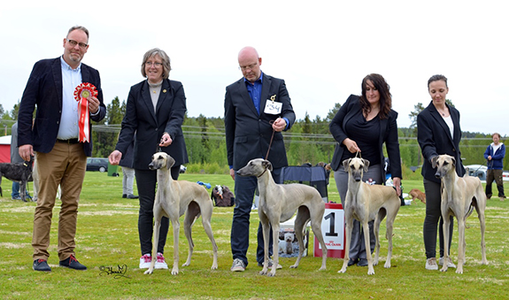 BIS UPPFÖDARGRUPP Kennel Tillieville