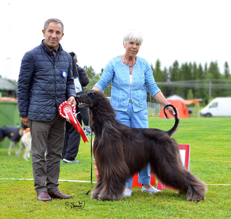 BEST IN SHOW C.I.B. AR, CL, LT, LV & NORD u Ch Simbad Ebn Rashida von Haussman