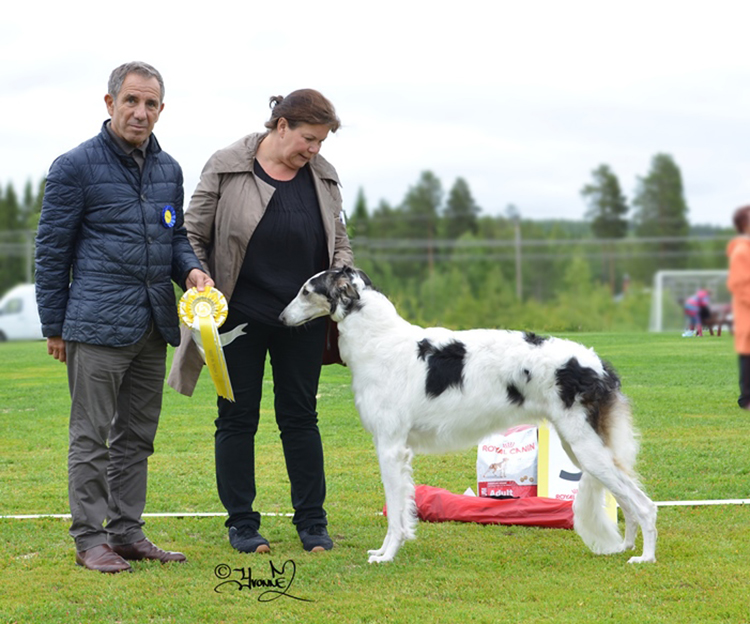 BEST IN SHOW 3 Sylvan Elance Summerlane Spellbound
