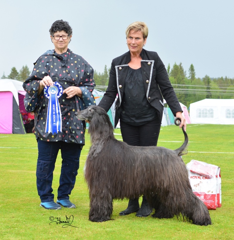 Best in Show 2 Ch.Kingsleah Star Of Asia