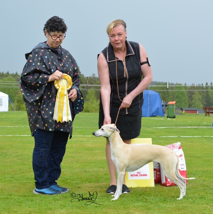 Best in Show 3 Alettes Royal La Donna