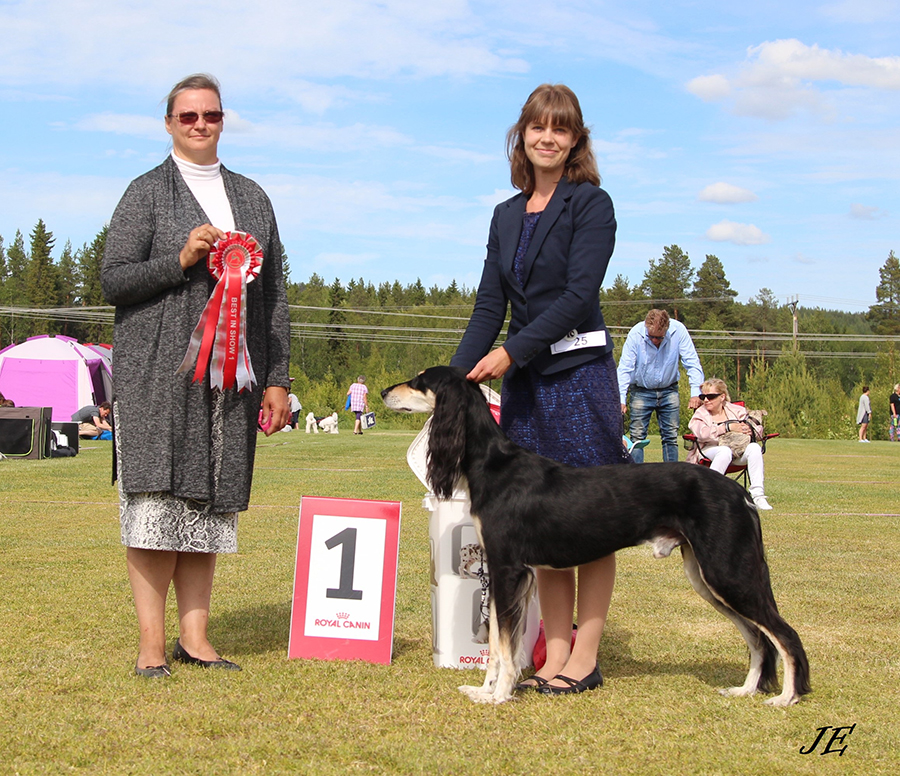 BEST IN SHOW C.I.B.P. DK, FI &SE CH SE LCCH Sharwassim Chawki