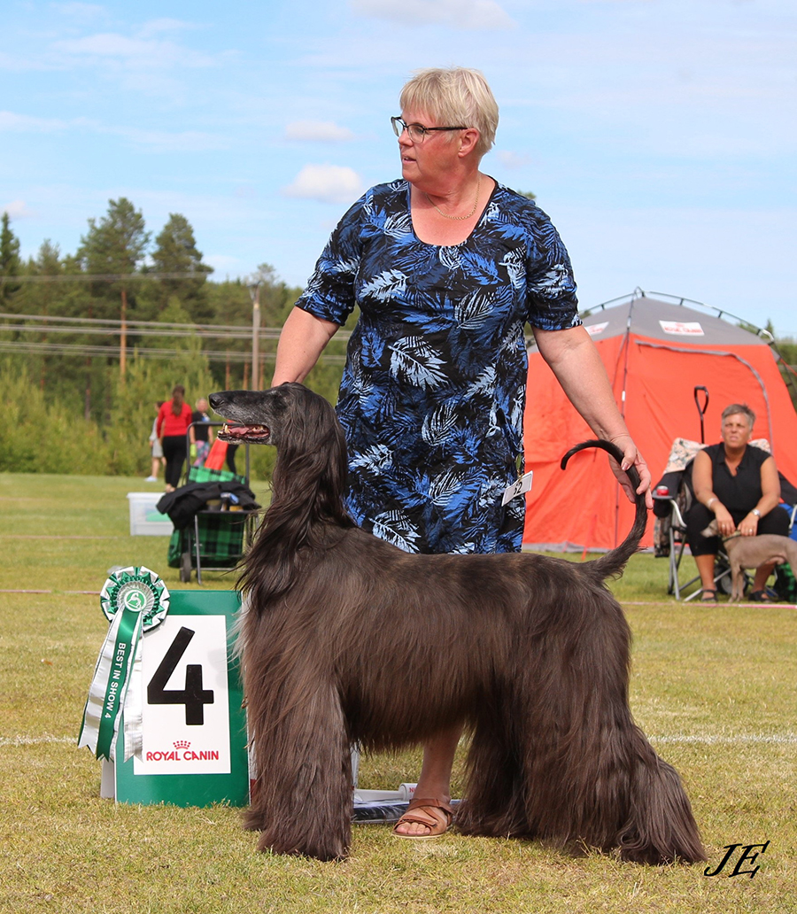 Best In show 4 CI.C NO & SE UCH Khaos Gillianne