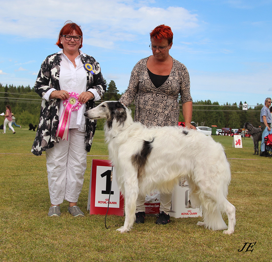 BIS UNGHUND Wings Of The World Is Mine