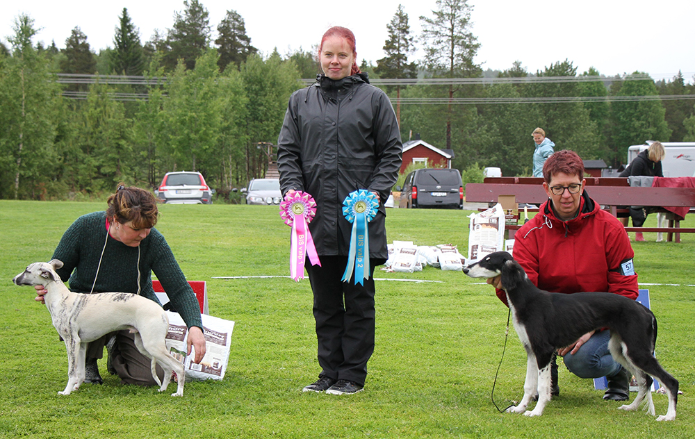 2 Saluki Majo’s Tasmira