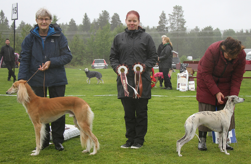 2 Whippet SE LCCH Carry On Twice Double You