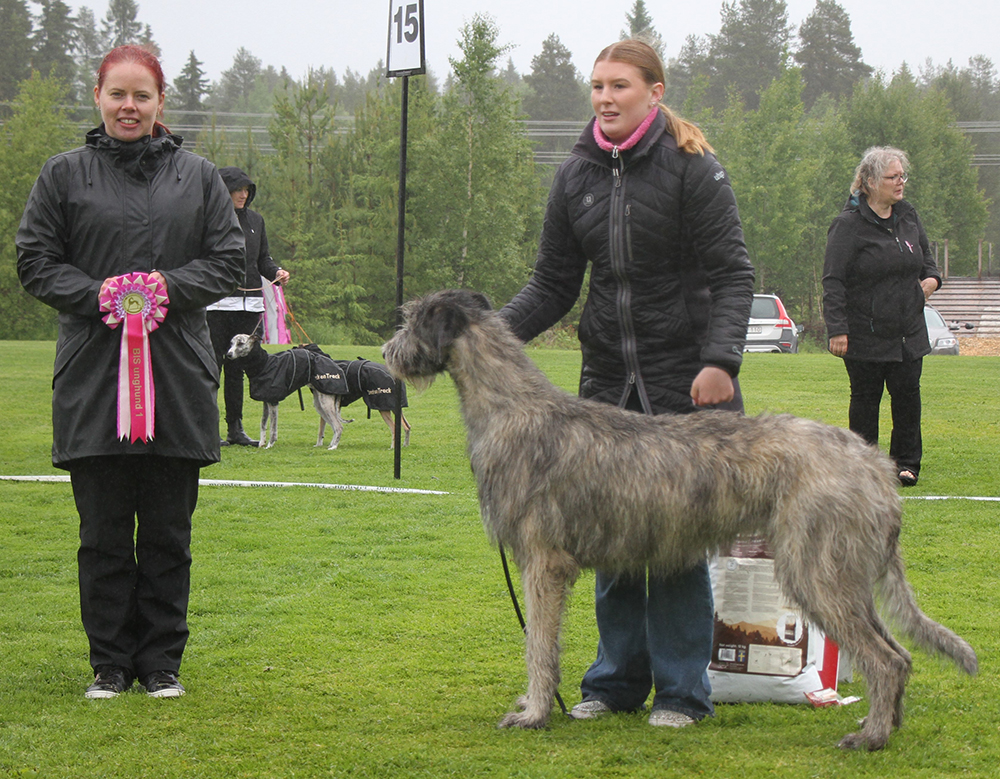 2 Afghanhund Gold’n Copper Just Pretending