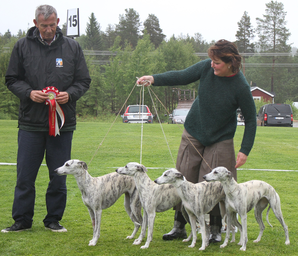 BIS UPPFÖDARGRUPP Kennel Carry On