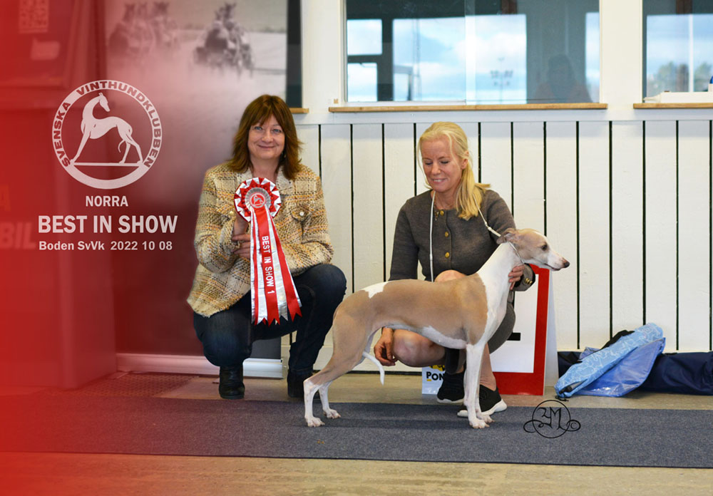 BEST IN SHOW C.I.B. SE & DK UCH FI JV-18 SE JV-18 Aaniston Arrrrr