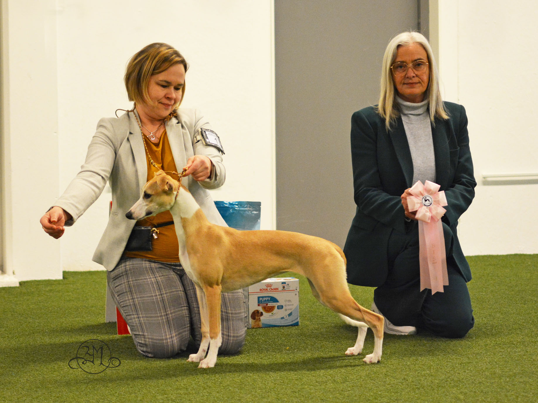 BIS Baby valp 1 Zaraque's Skyfall