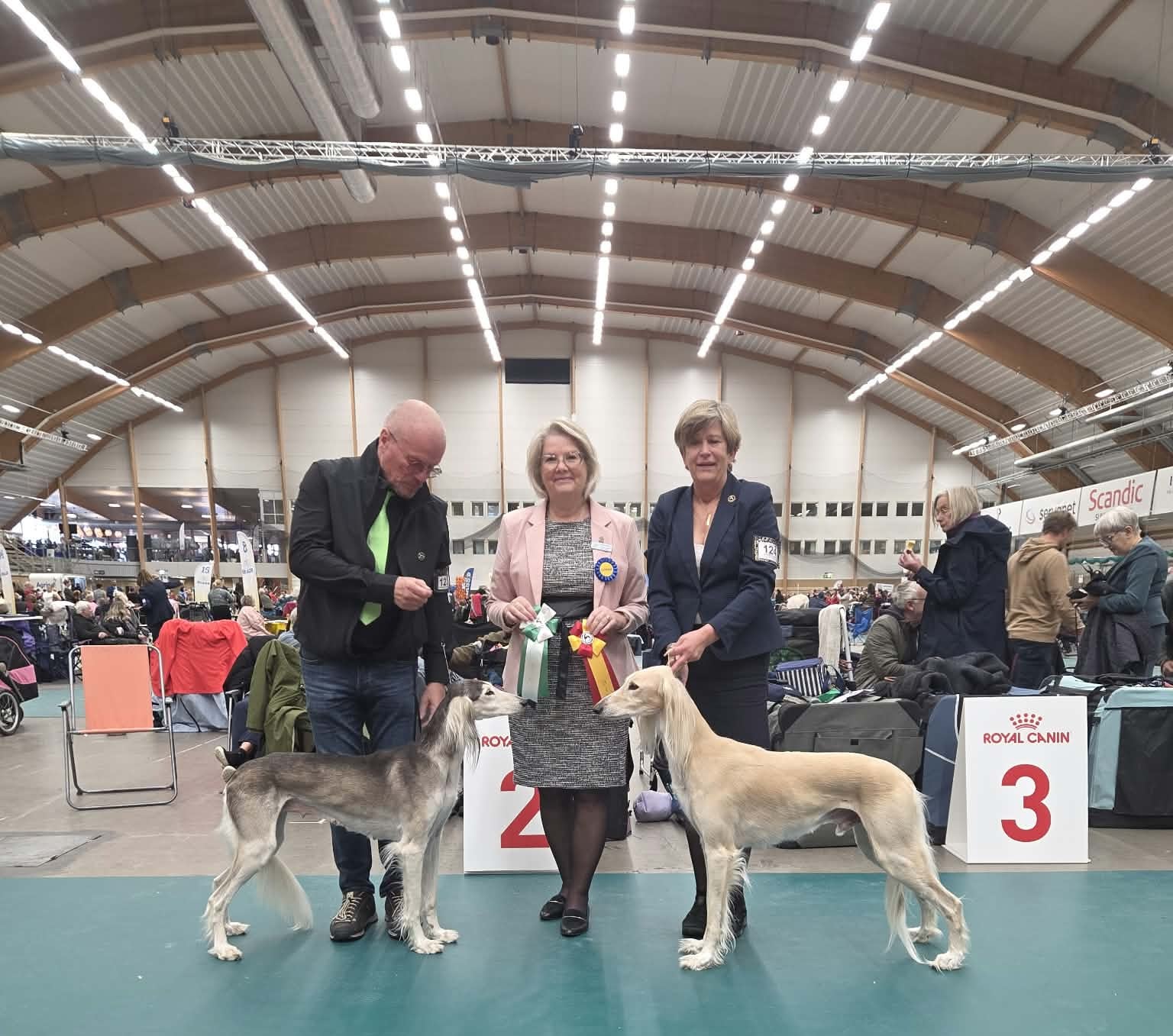 BIR & BIM Saluki BIR & BIM Saluki