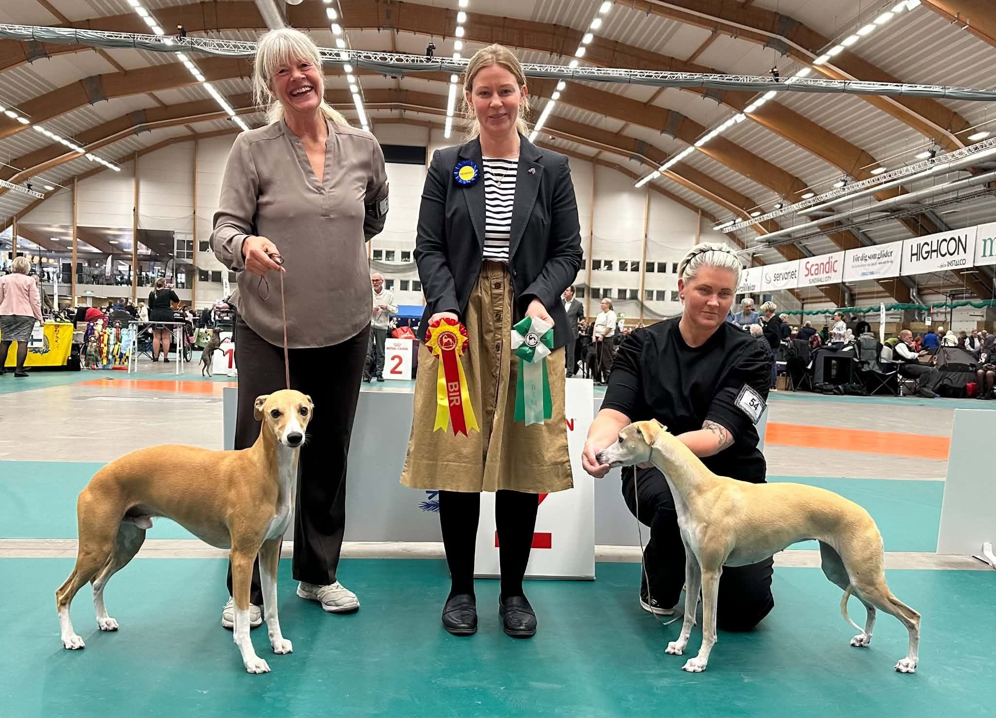 BIR & BIM Whippet BIR & BIM Whippet